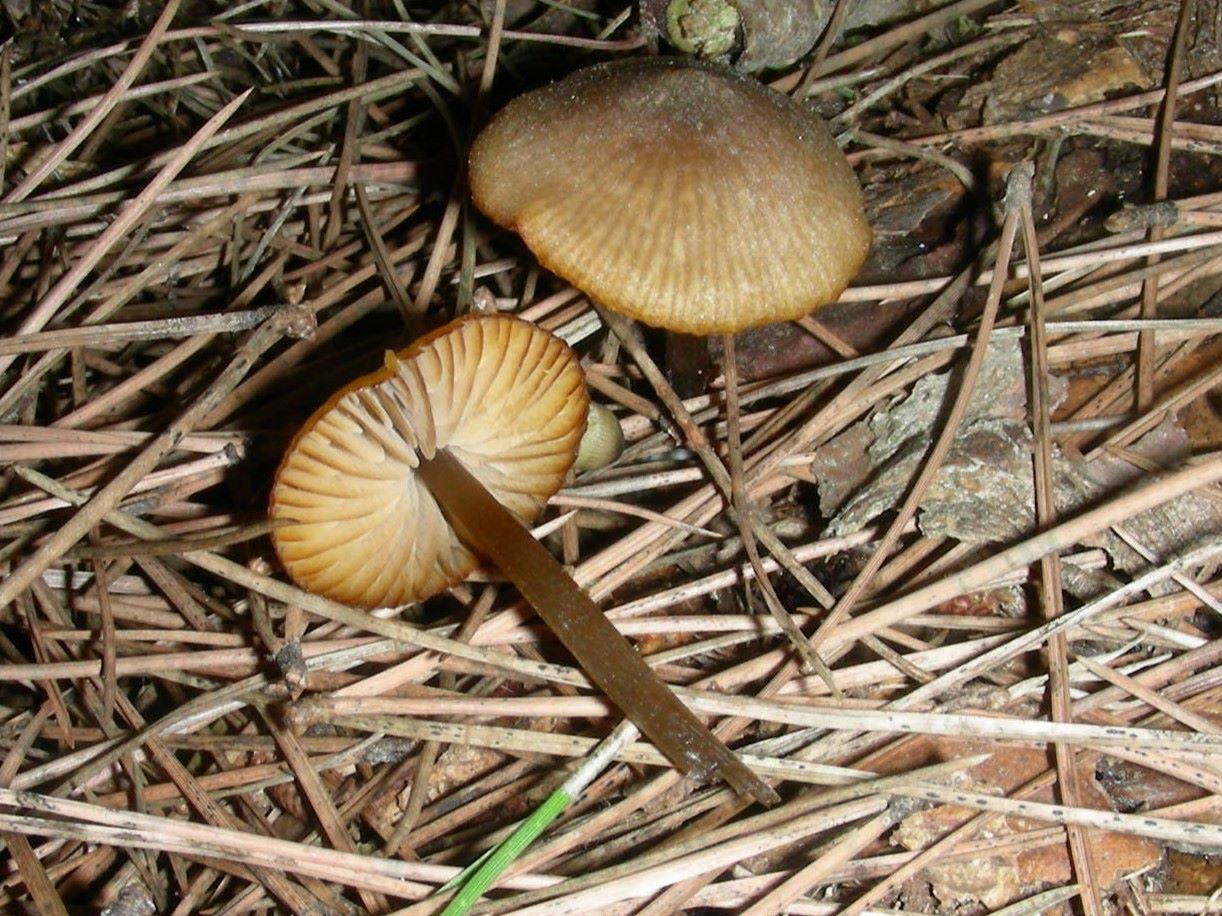 1852 Dicembre vecchio ritrovamento